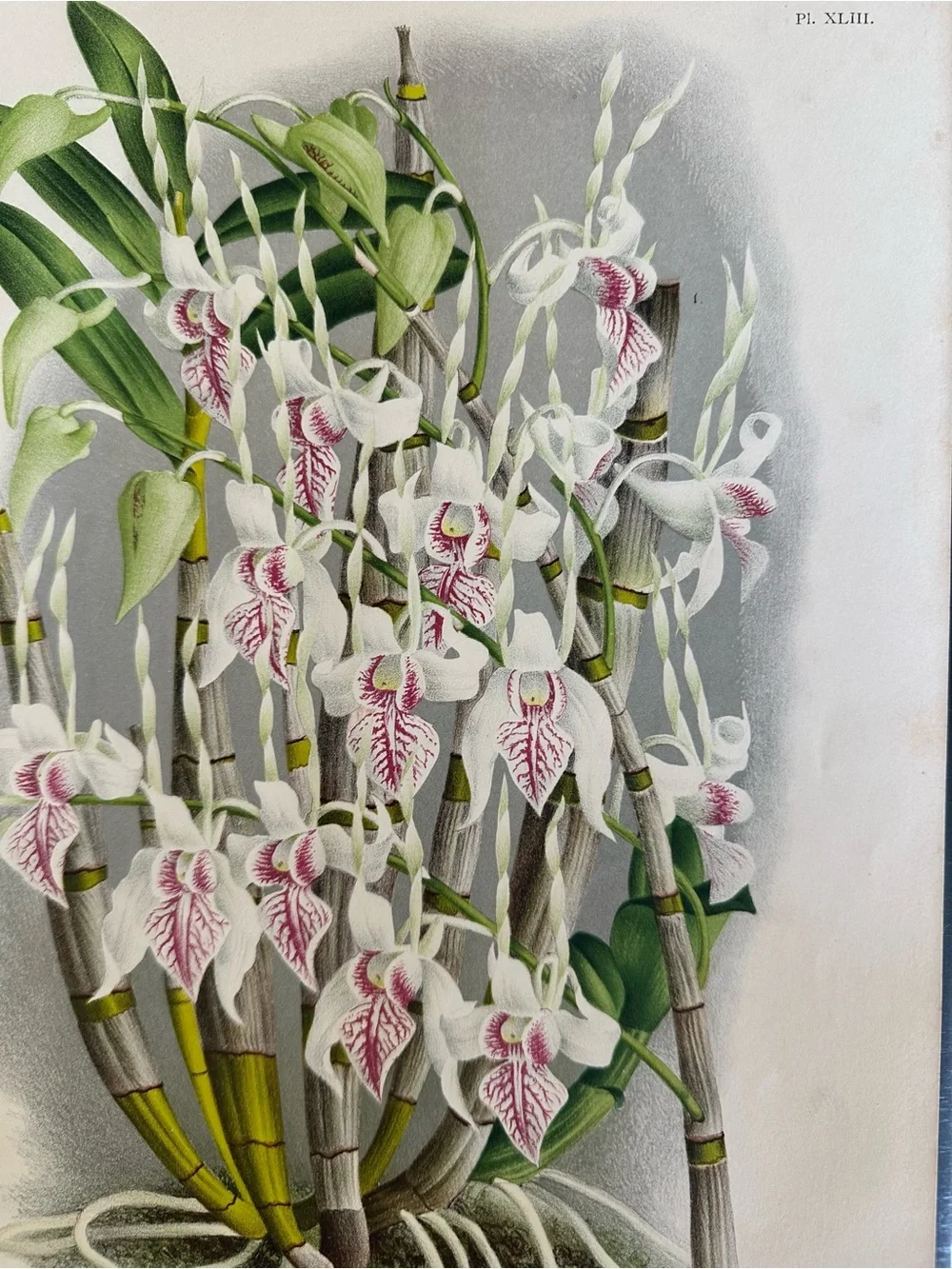 1885 Dendrobium stratiotes Rchb. f. Plate XLIII (Planche XLIII) Lindenia